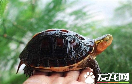 黄缘龟苗价格 不同地区黄缘龟的价格也不相同