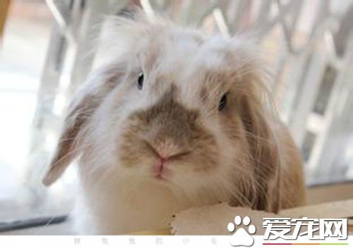 垂耳兔的智商 垂耳兔的智商确实不高