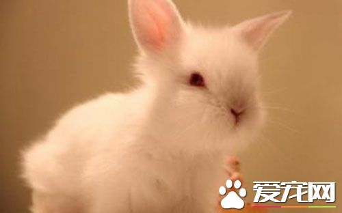 喜玛拉雅兔价格 每只的价格为200元左右