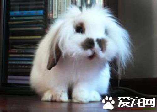 怎么选垂耳兔 四种最适合养的垂耳兔