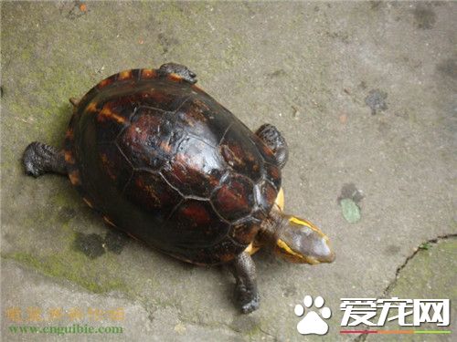 金头龟的价格 普通的金头龟价格在200-380元