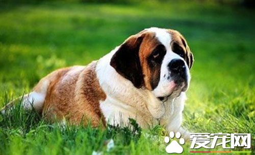 圣伯纳犬训练 应该从有幼年时期开始训练