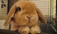 垂耳兔感冒了怎么办 感冒和鼻炎的症状区分