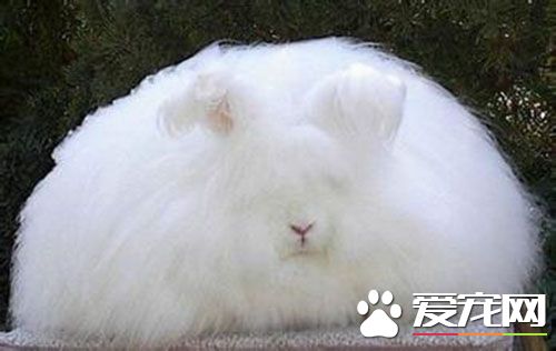 安哥拉兔的价格 一些可以达到800元的价格