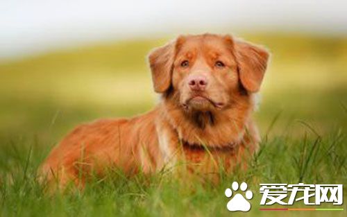 金毛寻回犬售价 视品相好坏三五千至一万多不等