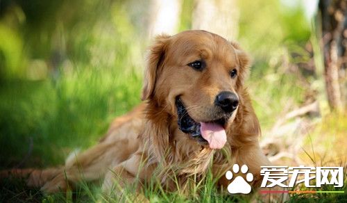 怎样训练金毛寻回犬 口令训练金毛寻回犬