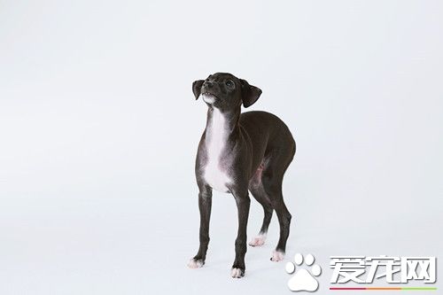 怎么样的灵缇犬最好 雄性的理想高度为19~22英寸