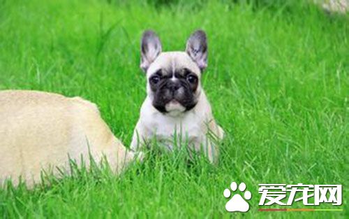 法国斗牛犬训练 法国斗牛犬的饲养和训练