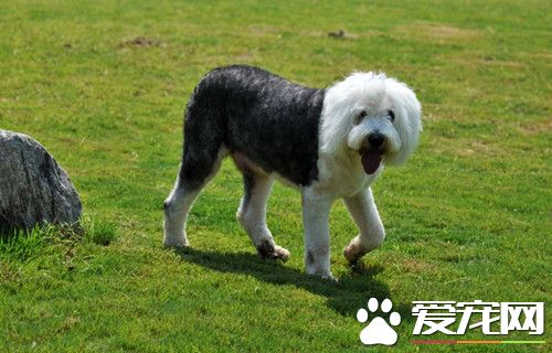 古代英国牧羊犬多少钱一只 一般是3000-15000左右