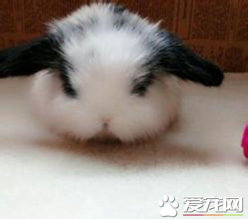 垂耳兔多少一只 一般在80到150元的范围内