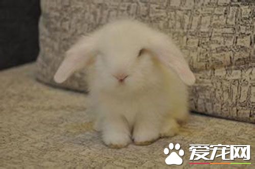 哪里有卖垂耳兔的 垂耳兔选购实用技巧方法