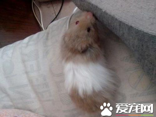 兔子怎么知道怀孕了 可以采用抚摸的办法