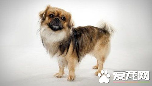 西藏猎犬市场价格 西藏猎犬价格是500-3000元
