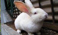 养兔子的注意事项 每天都需要和兔子玩耍