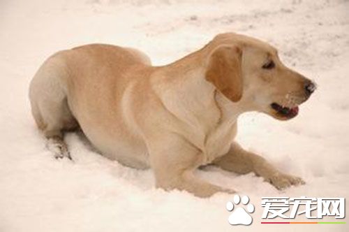 拉布拉多寻回犬多少钱 市场价格取决于它的血统