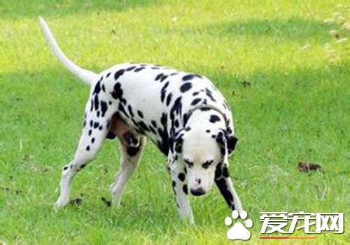 大麦町犬幼崽报价 价格应该在2000到4000左右