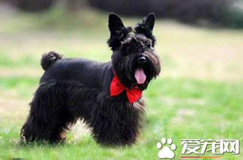 苏格兰梗犬的价格 一般的苏梗在1000到3000左右