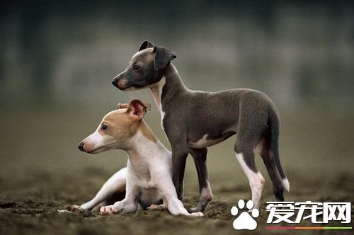 怎么样训练灵缇回叼 要给予狗狗食物奖励