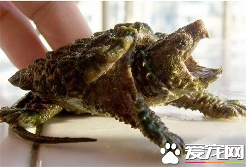 小鳄龟肠胃炎怎么办 口服或注射抗生素进行治疗