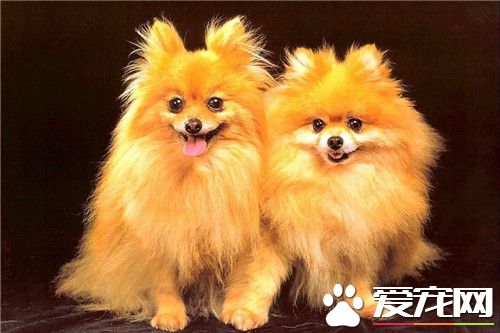 怎样挑选博美犬 要注意血统的纯正和优秀