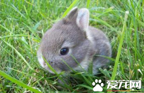 雷克斯兔价格 雷克斯兔每只大概是在300元左右