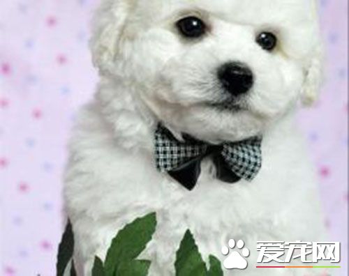 法国卷毛比熊犬价格 宠物级可以从2000到1万之间