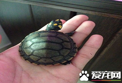 什么龟最好养 介绍几个好饲养的乌龟品种