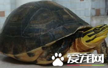 安布闭壳龟多少钱一只 价格都在500至800之间