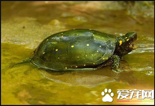 星点水龟价格 星点水龟生活习性介绍