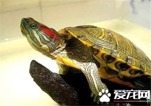 密西西比红耳龟价格 手掌大的20元一只