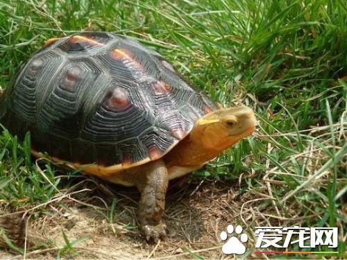 黄缘龟什么时候交配 发情交配时间为4到5月