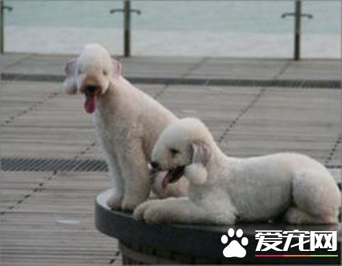 贝灵顿梗幼犬价格 贝灵顿梗价格10000到20000元