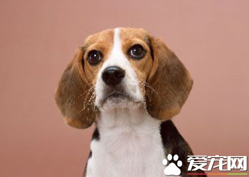 魏玛犬小狗价格 魏玛犬的价格在3000到6000元