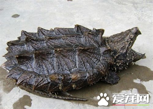 鳄龟拉肚子怎么办 鳄龟拉肚子的主要原因