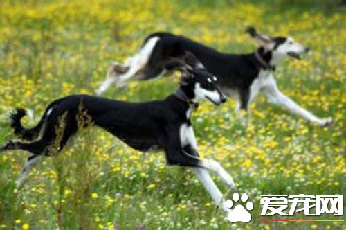 萨路基猎犬多少钱 品相好点的在1000元左右