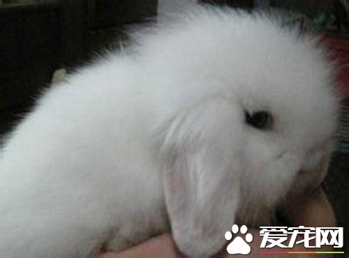 垂耳兔一般多少钱 垂耳兔价格一般在250元左右