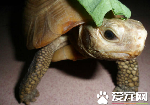 缅甸陆龟怎么选 如何购买品相好的缅甸陆龟