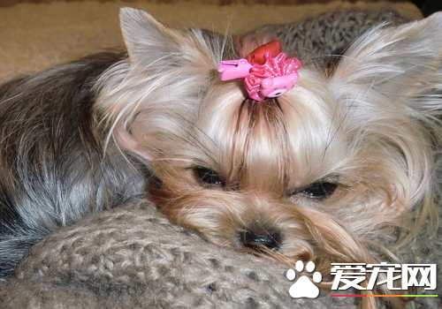 约克夏和泰迪哪个好 约克夏与泰迪的智商区别