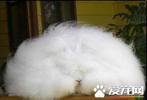 巨型安哥拉兔多少钱一只 一般在300到500元左右