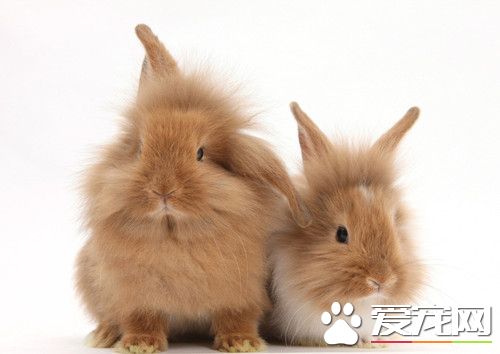 兔子会装死吗 兔子装死的状态和原因