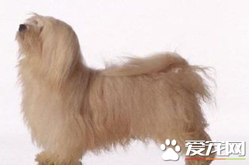 哈威那价格 价格因血统不同而价格不同