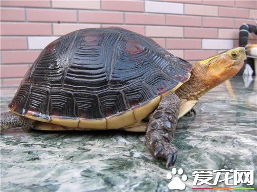 黄缘龟皮肤病 治疗方法以及饲养的注意事项