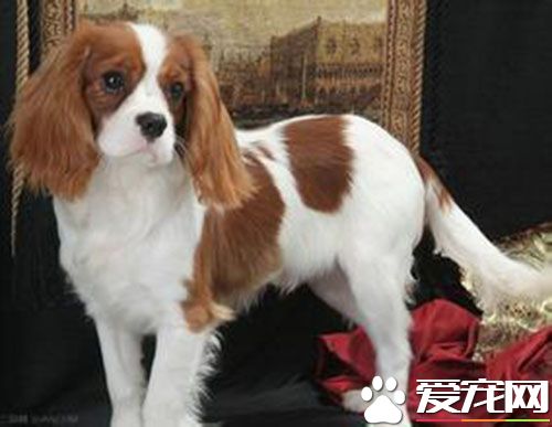 查理士王小猎犬市场价 价格大约为1000到3000元