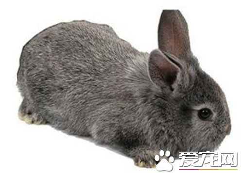 标准金吉拉兔价格 一般价格在200到500元的样子