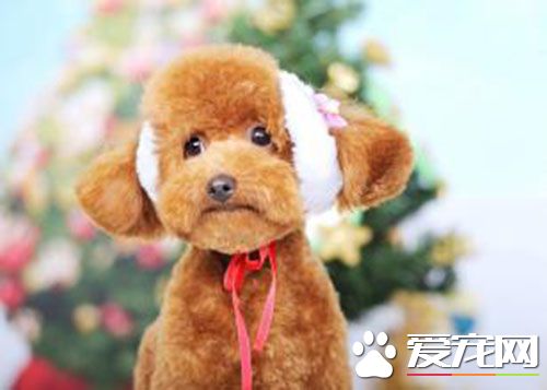 茶杯贵宾犬多少钱 最贵的是灰色30000左右