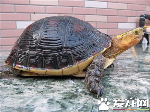 黄缘龟为什么这么贵 黄缘龟对地区气候有要求