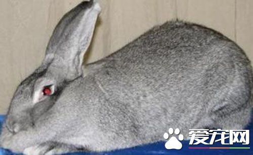 巨型金吉拉兔价格 一般价格在300到500元左右