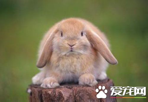 迷你垂耳兔好养吗 迷你垂耳兔饲养注意事项