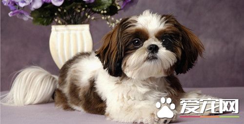 怎么样训练西施犬 每次的训练时间不要太长