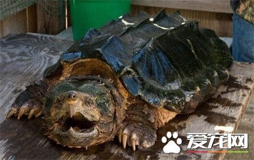 鳄龟肠胃炎怎么办 鳄龟肠胃炎的防治措施